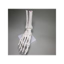 Foot skeleton
