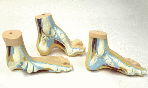 [4952] Anatomical Foot Set